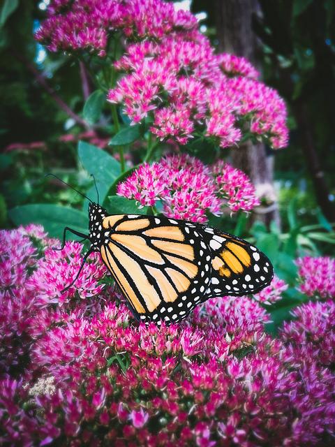 male monarch on pink flowers